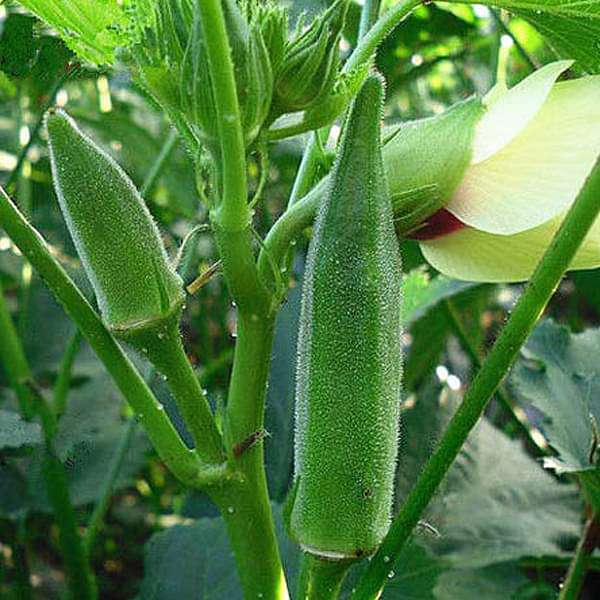 Okra Arka Anamika Vegetable Seeds